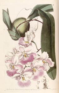 Cuitlauzina pendula (jako syn. Odontoglossum citrosmum)